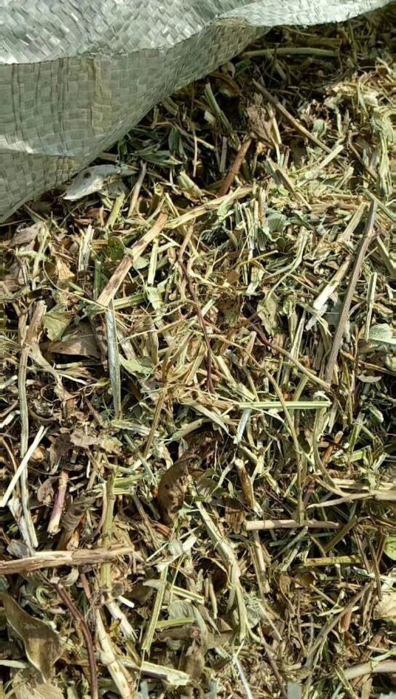 优质花生秧