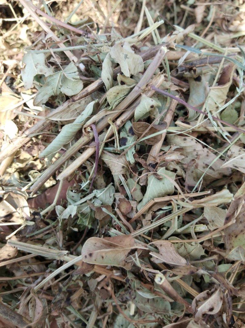 优质花生秧