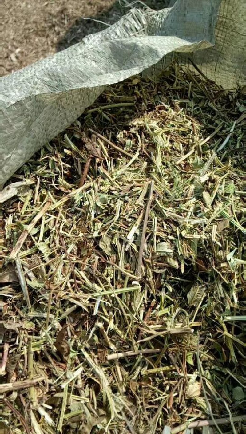 优质花生秧