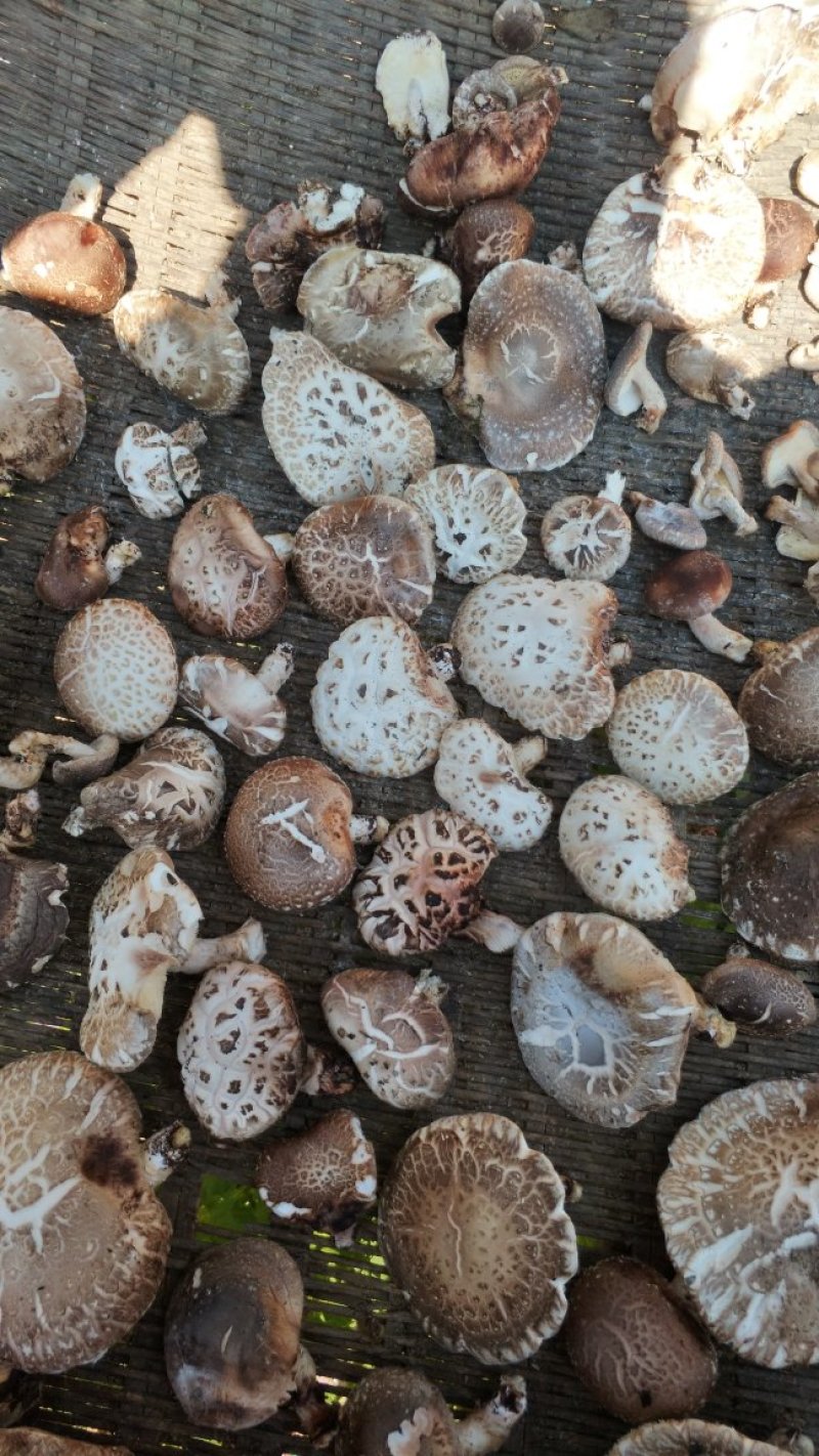 段木香菇