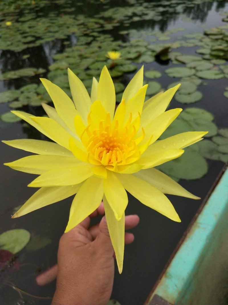 生态浮床，友机浮床，荷花，芦苇，