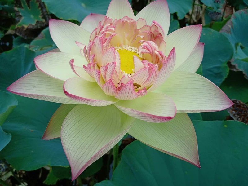 生态浮床，友机浮床，荷花，芦苇，