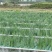 生态浮床，友机浮床，荷花，芦苇，