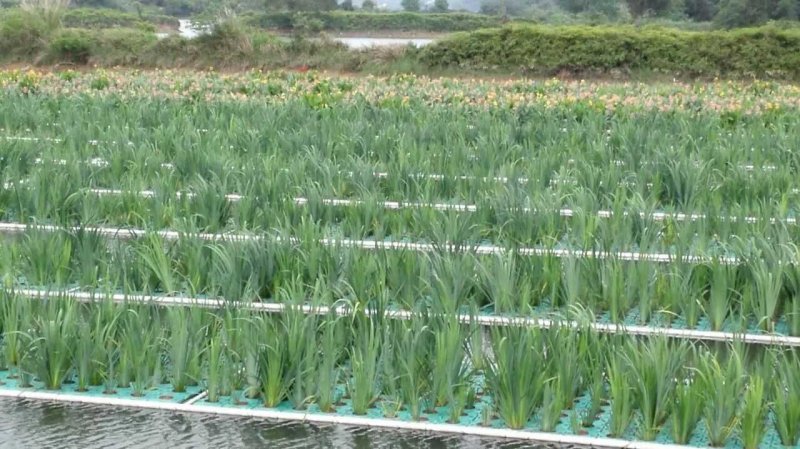 生态浮床，友机浮床，荷花，芦苇，