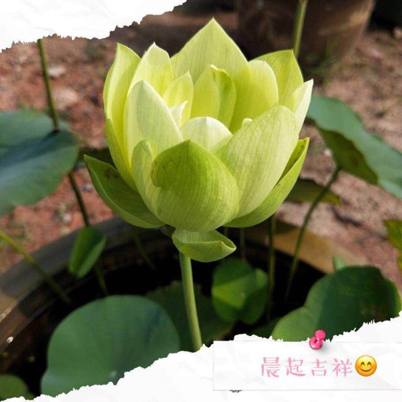 生态浮床，友机浮床，荷花，芦苇，