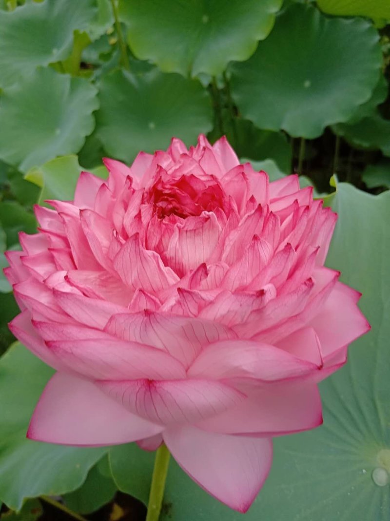 生态浮床，友机浮床，荷花，芦苇，