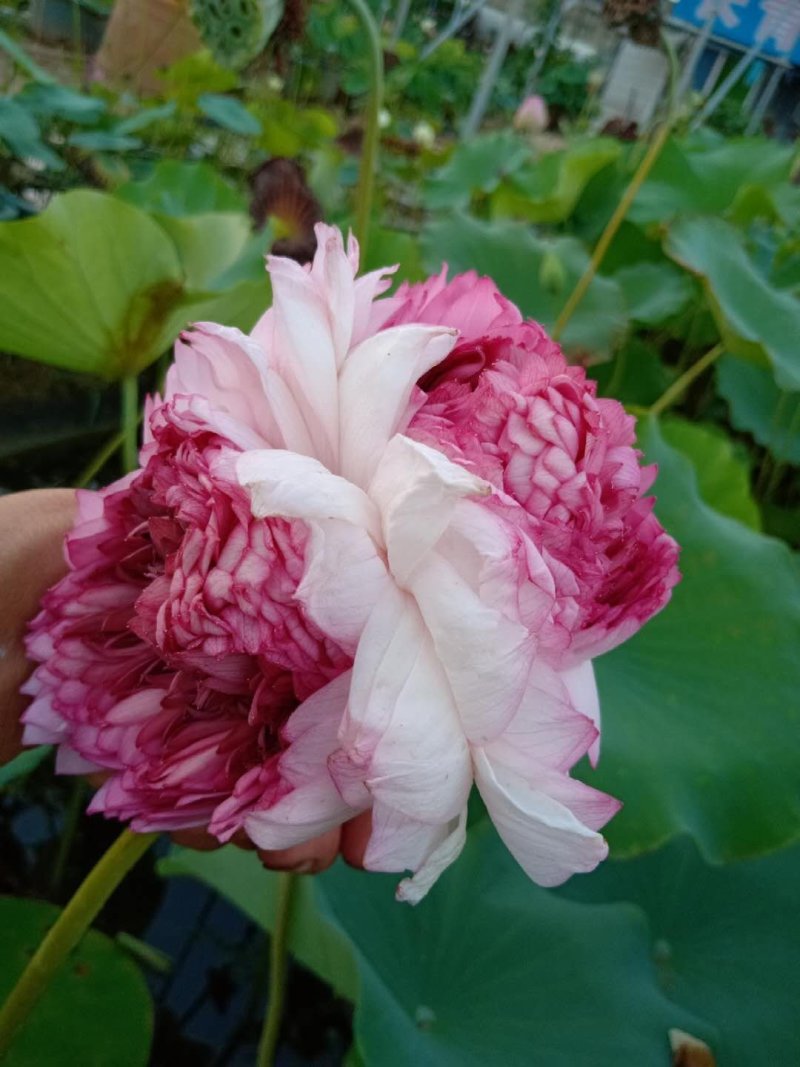 生态浮床，友机浮床，荷花，芦苇，