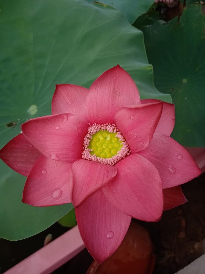生态浮床，友机浮床，荷花，芦苇，