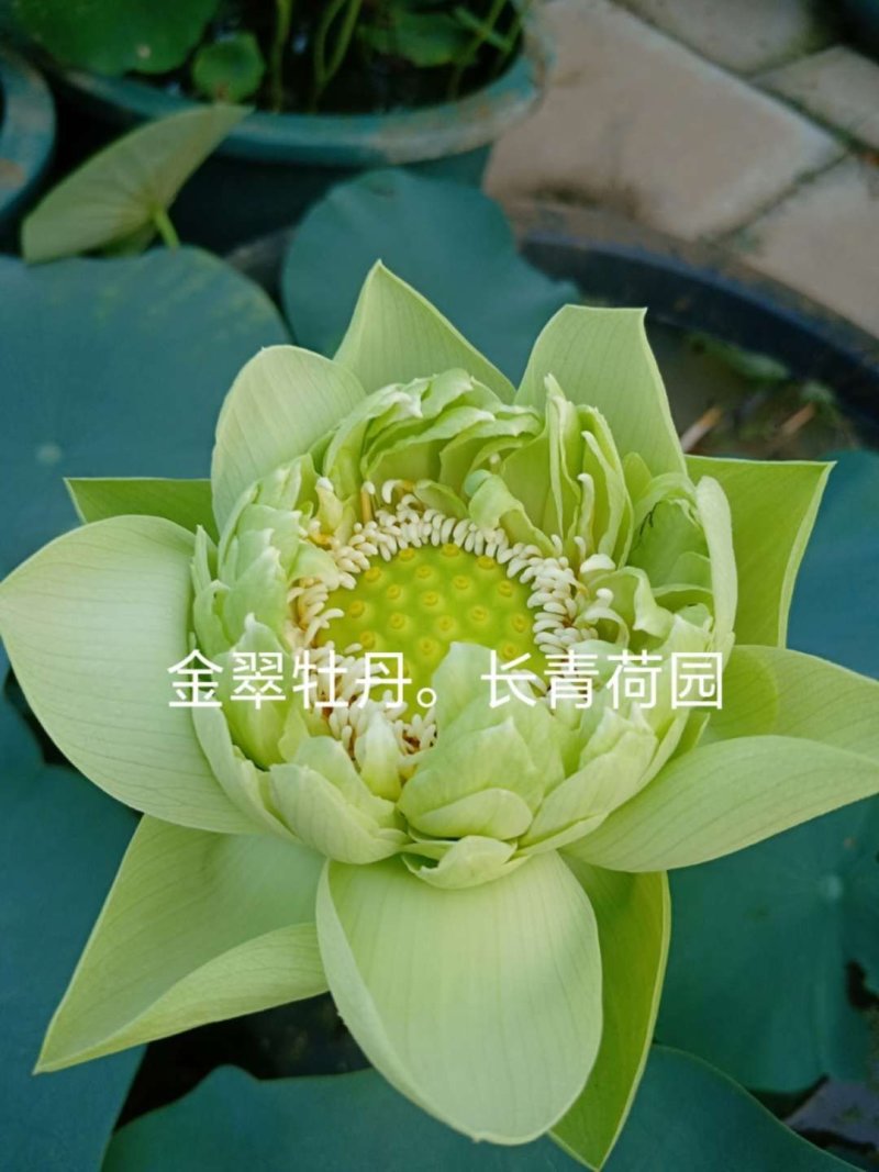 生态浮床，友机浮床，荷花，芦苇，