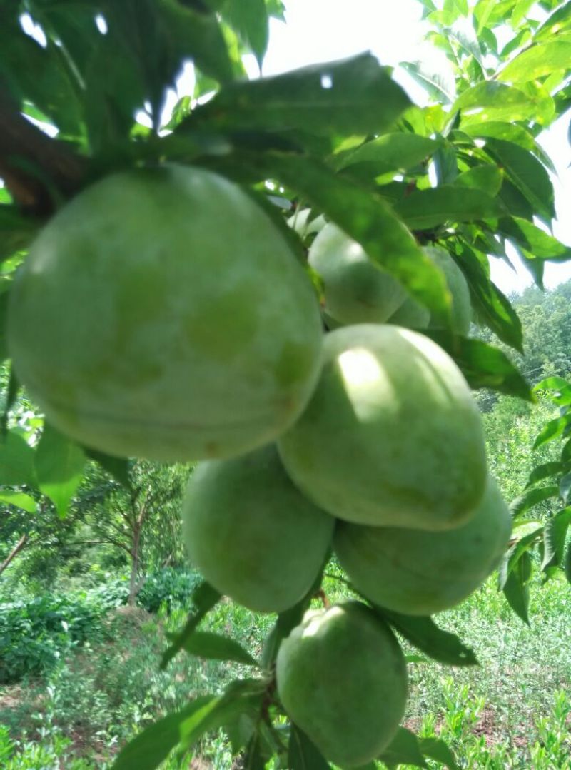 李子树苗(椎李)苗，果大味甜，含糖量24度
