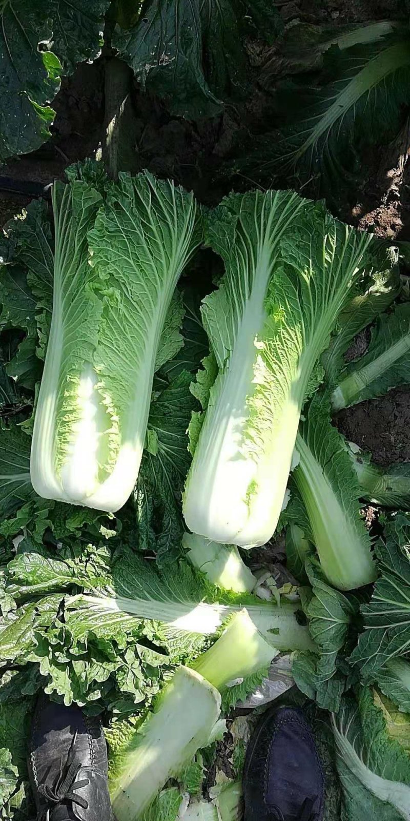 秋绿60，心满，菜绿。
