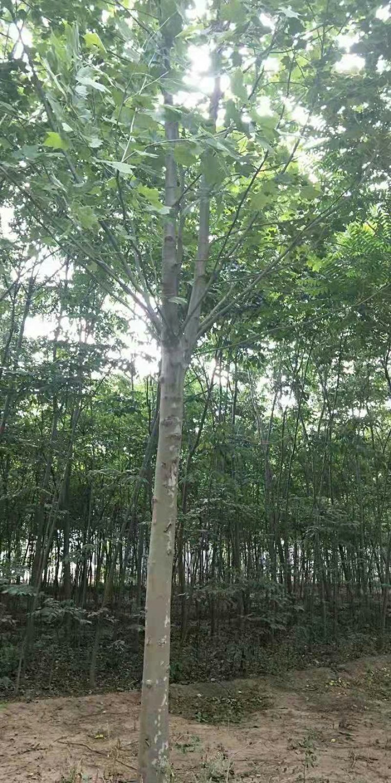 法桐，原生冠，截头发帽都有