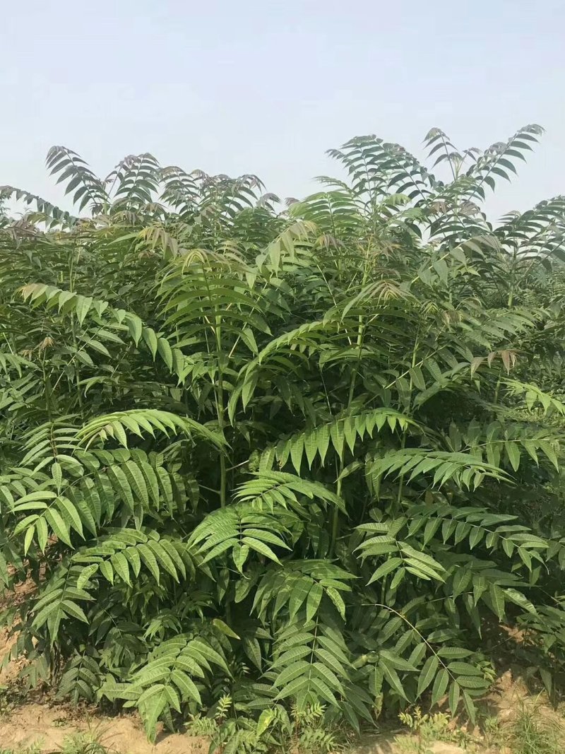 香椿苗红油香椿苗多少钱一棵