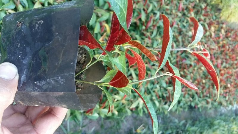 红背桂花绿化地被