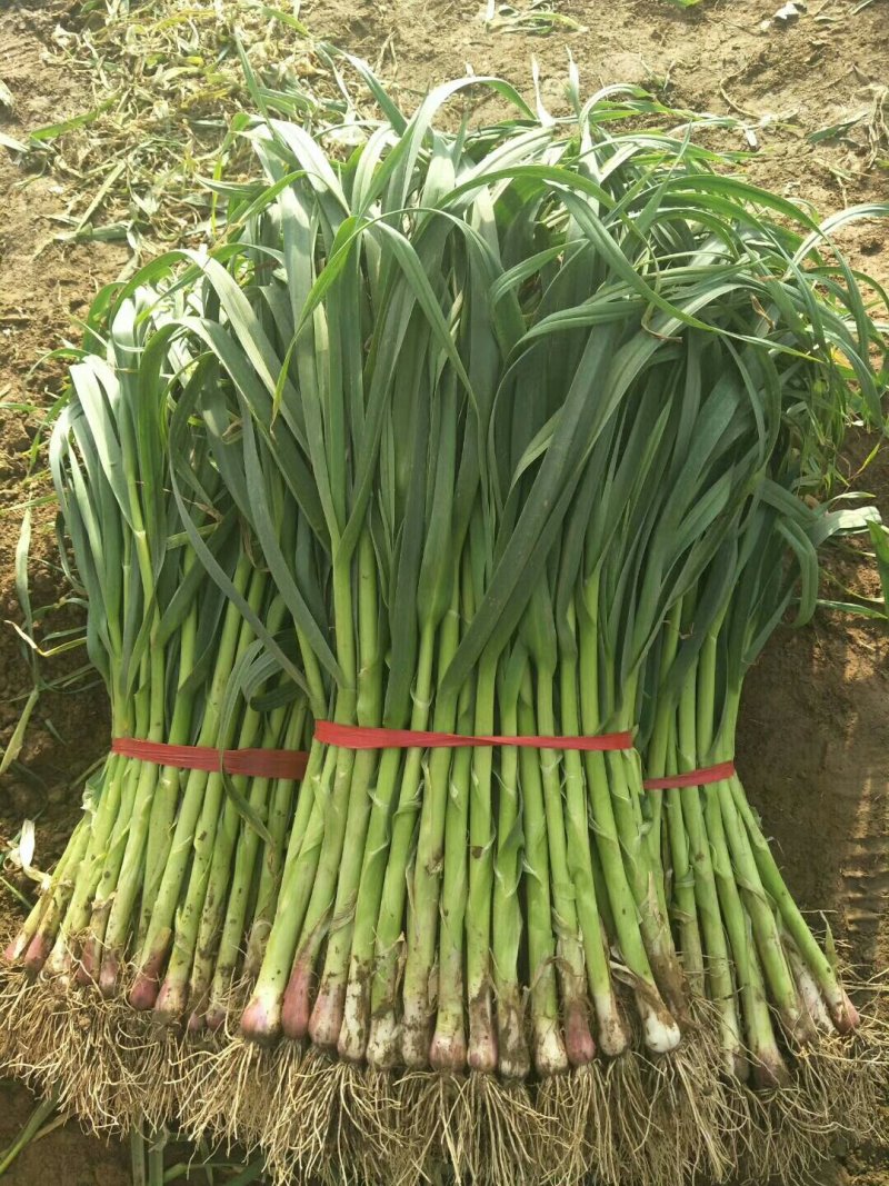 红根蒜苗
