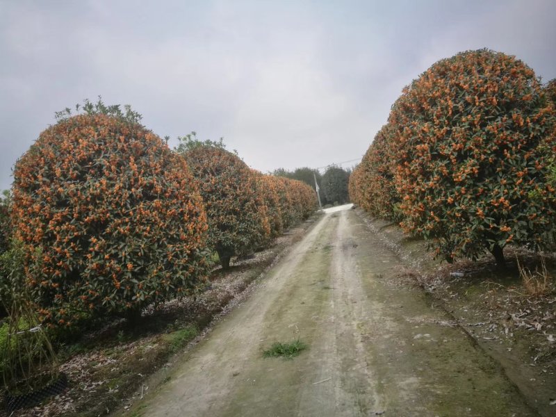 【热销】丹桂桂花树绿化苗木基地直供欢迎致电诚信代办