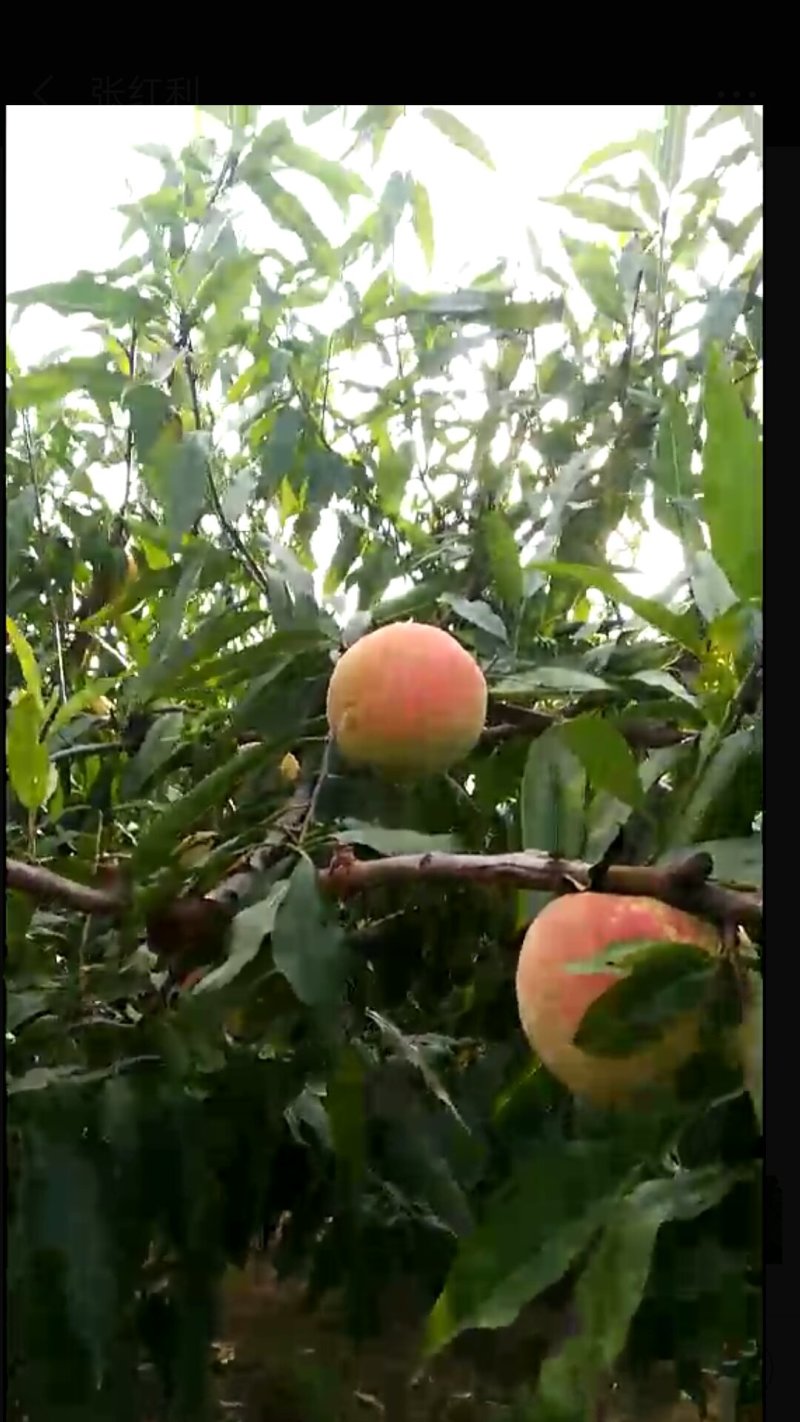 映霜红