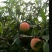 映霜红