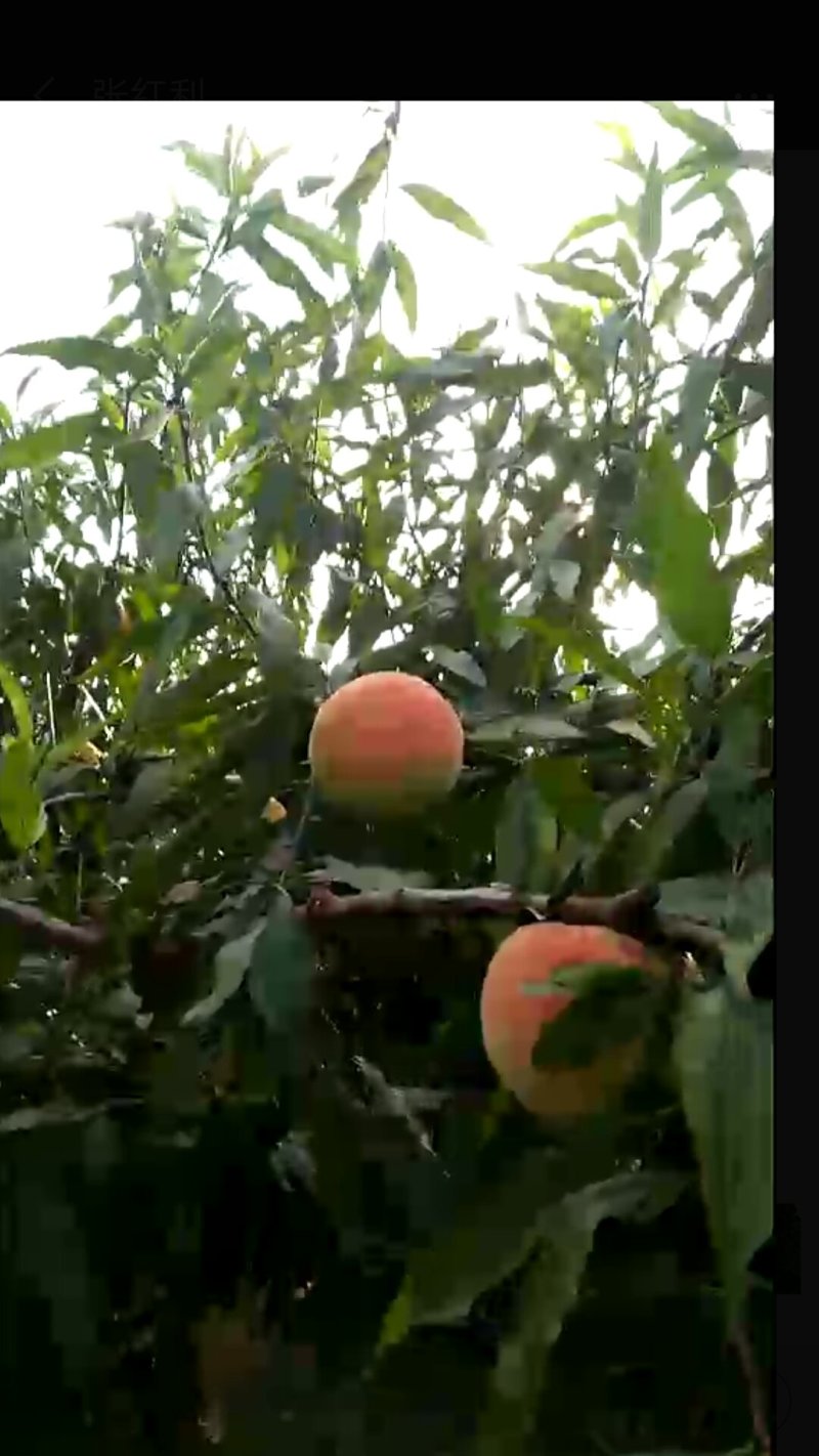 映霜红