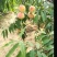 映霜红