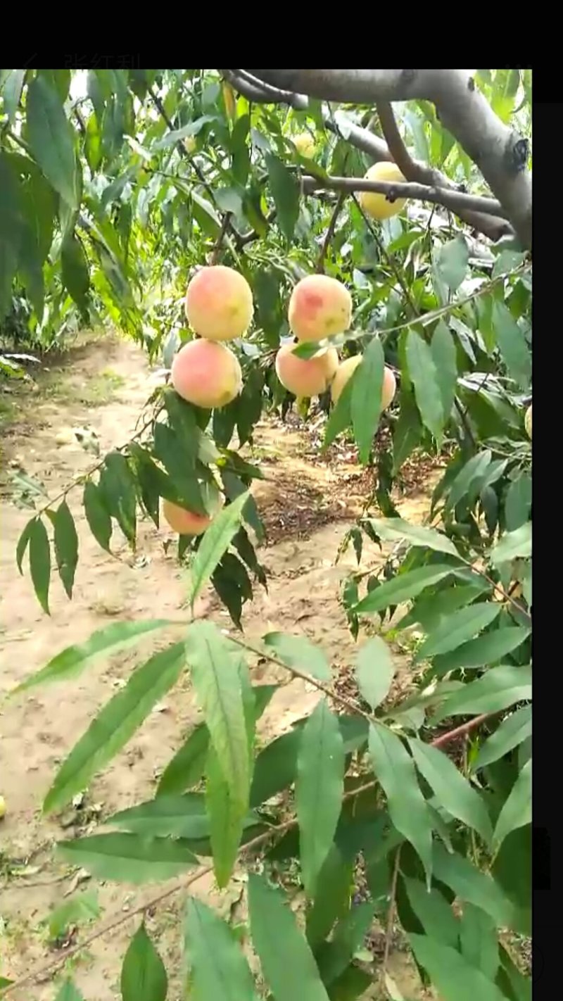 映霜红