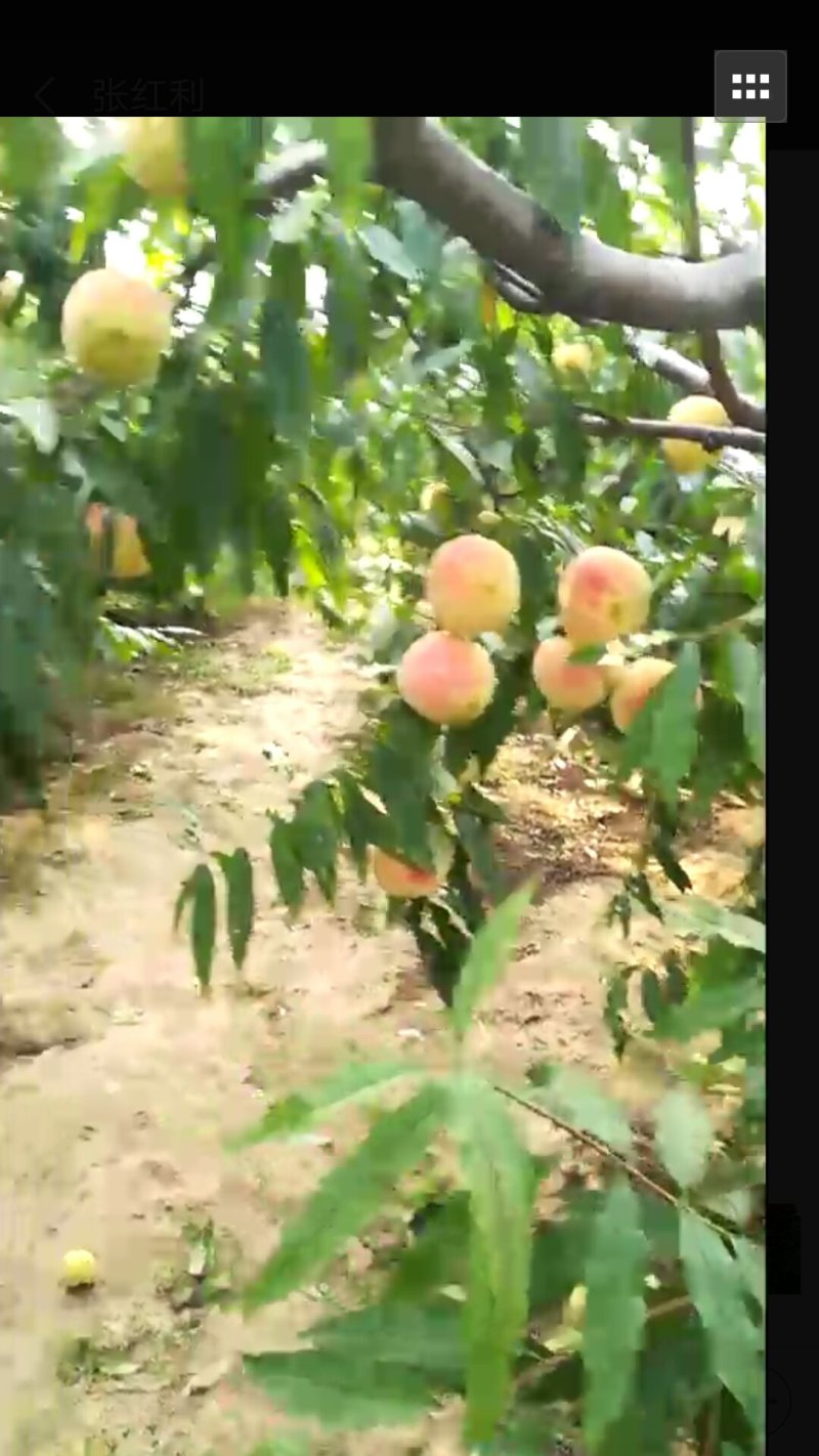 映霜红