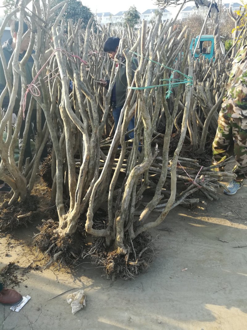 各种映山红，各种规格，树桩