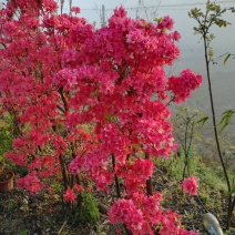 各种映山红，各种规格，树桩