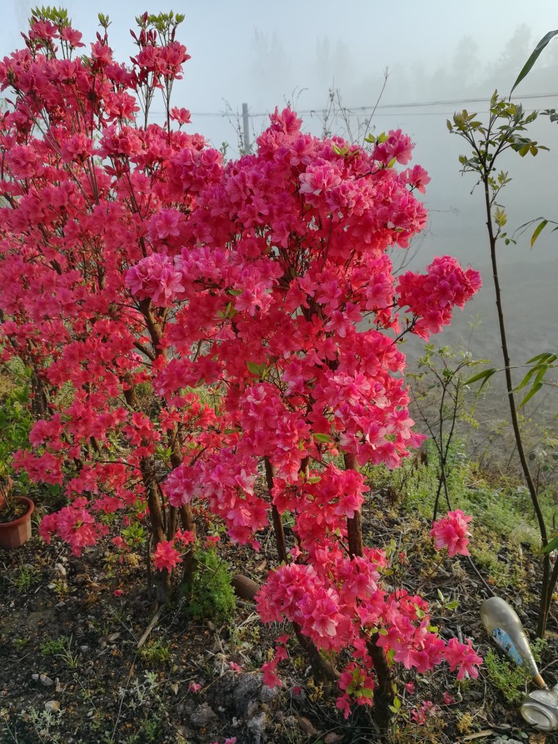 各种映山红，各种规格，树桩
