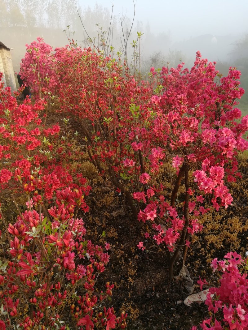 各种映山红，各种规格，树桩