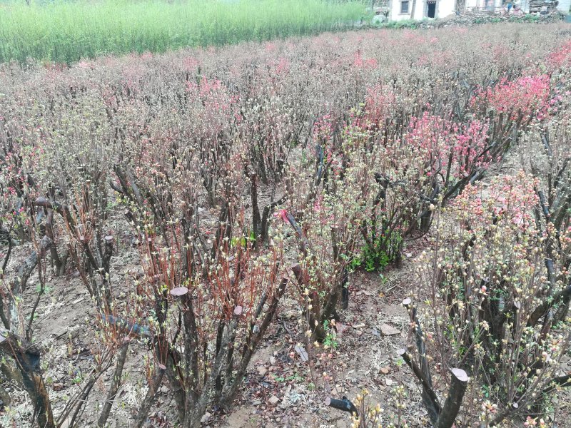 各种映山红，各种规格，树桩