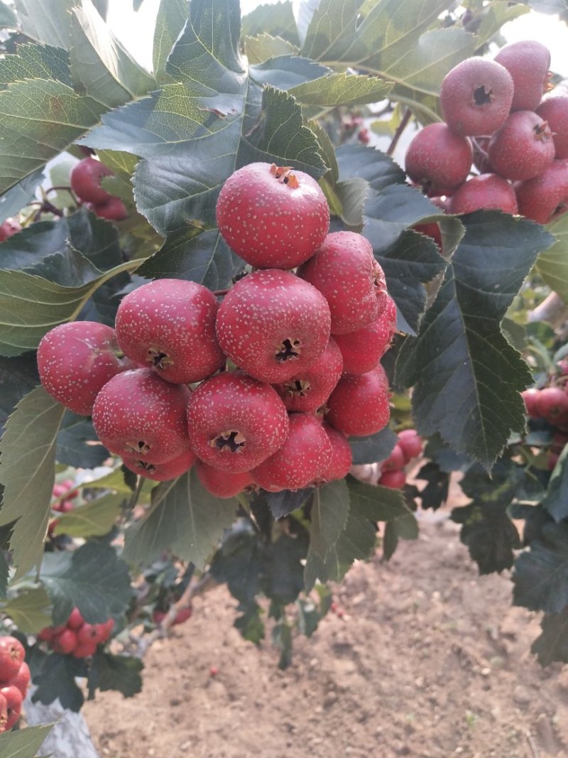 大金星山楂15~20，大量供应商品果，罐头果，大量上市
