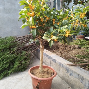金桂花苗，四季桂花苗，丹桂花苗