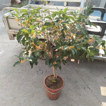 大量桂花树苗
