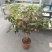 大量桂花树苗