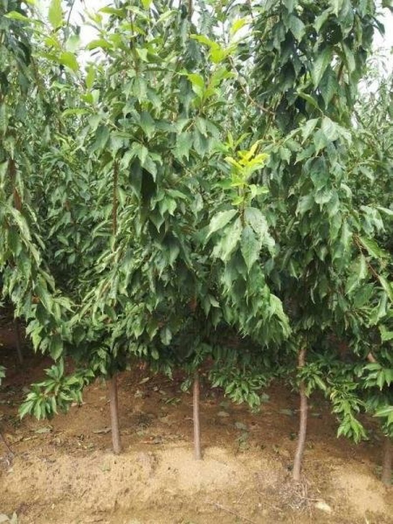 大红袍李子苗，自家树苗品种保纯保成活率