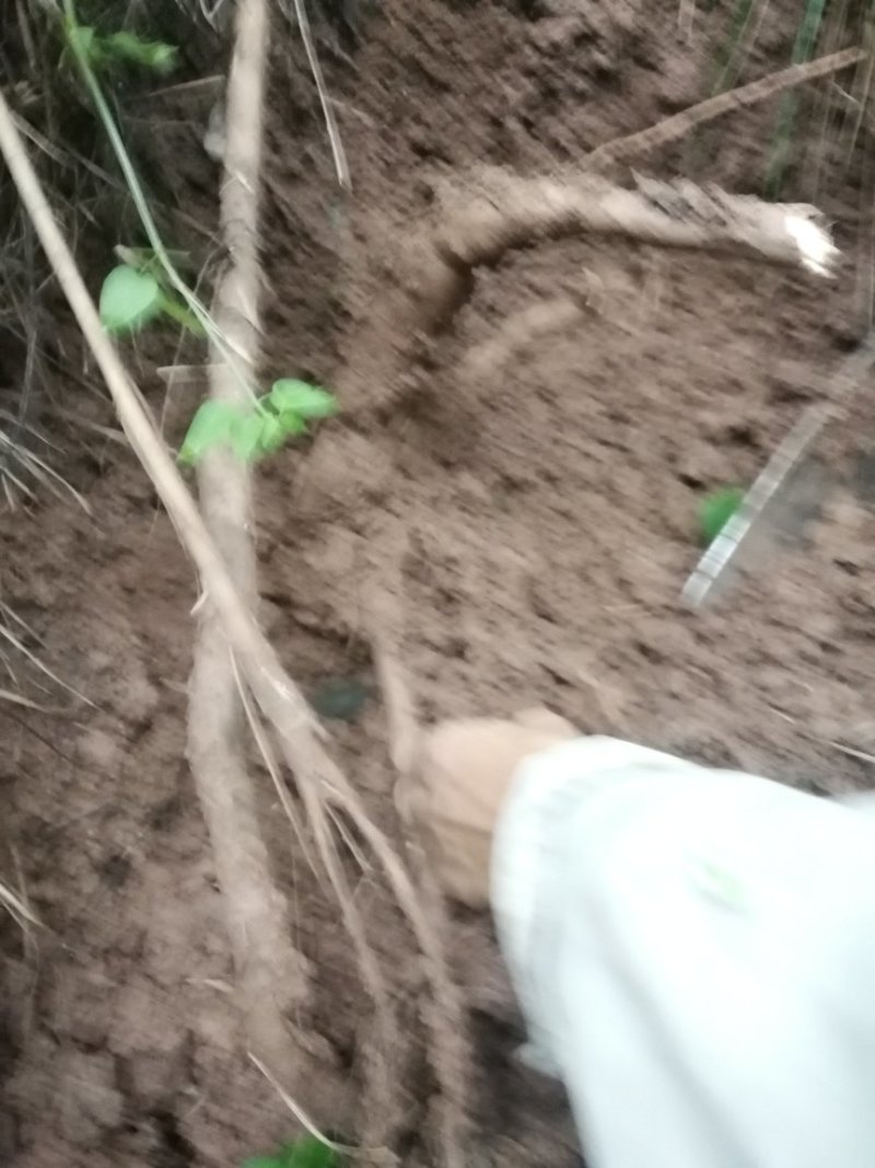 大量批发葛根