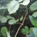 大量批发葛根