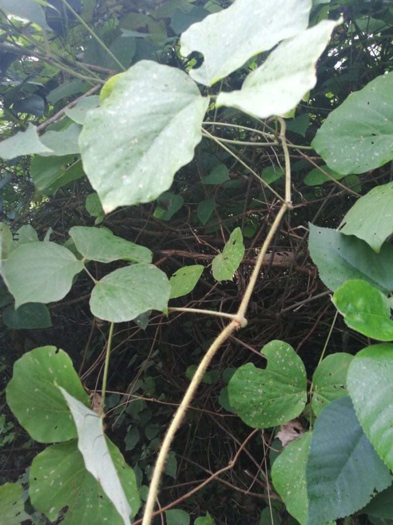 大量批发葛根