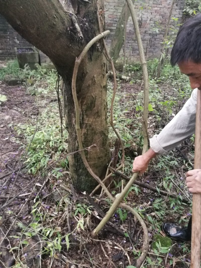 大量批发葛根