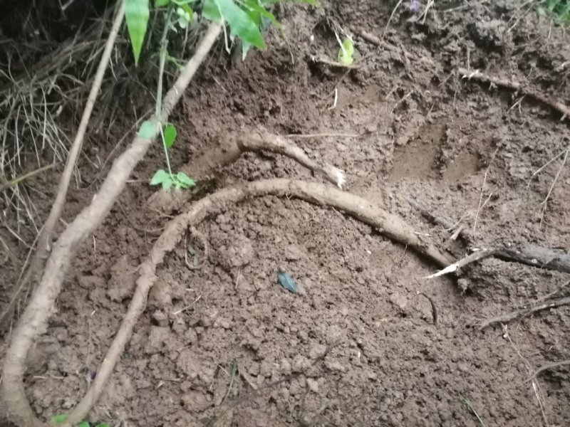 大量批发葛根