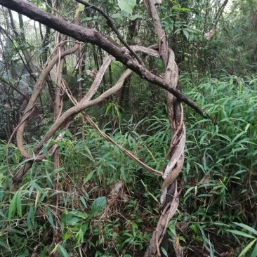 大量批发葛根