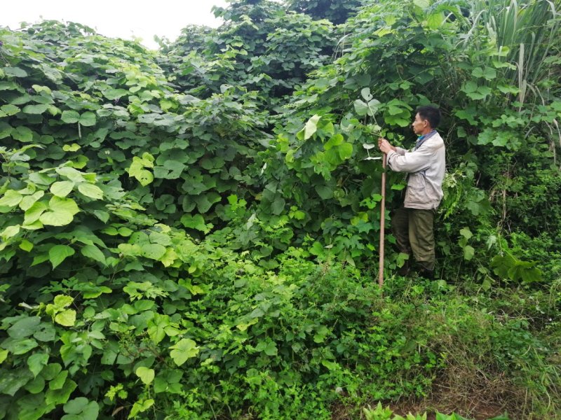 大量批发葛根