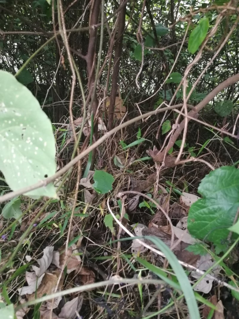 大量批发葛根