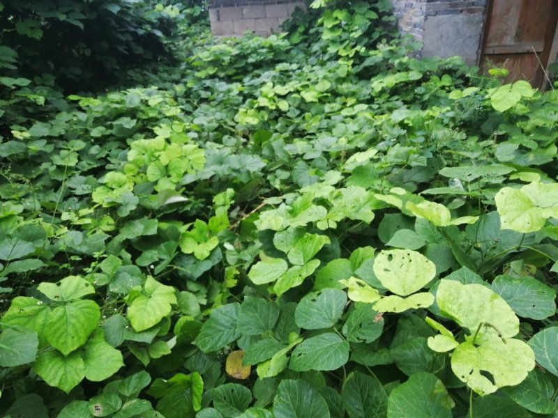 大量批发葛根
