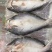巴沙鱼、开背鱼，原条开背鱼，