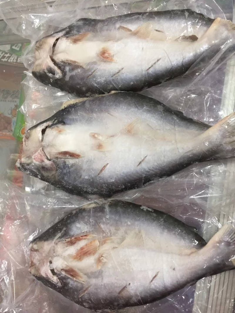 巴沙鱼、开背鱼，原条开背鱼，