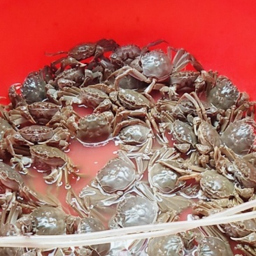 大闸蟹