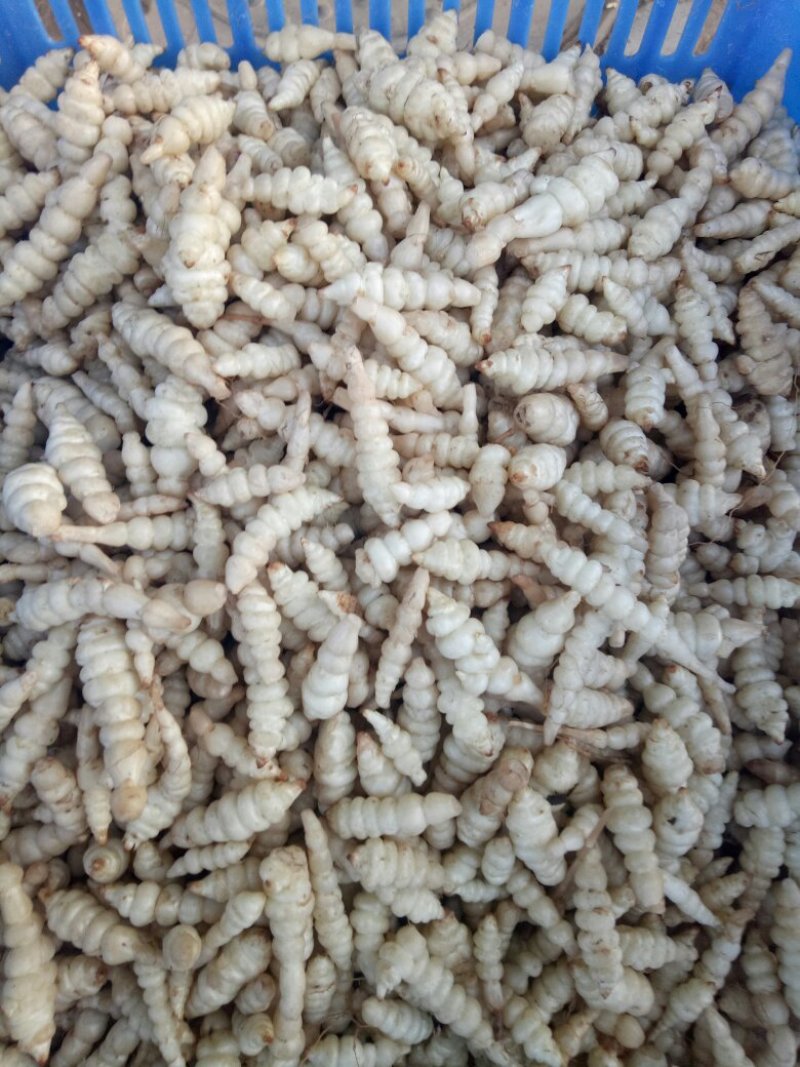 螺丝菜