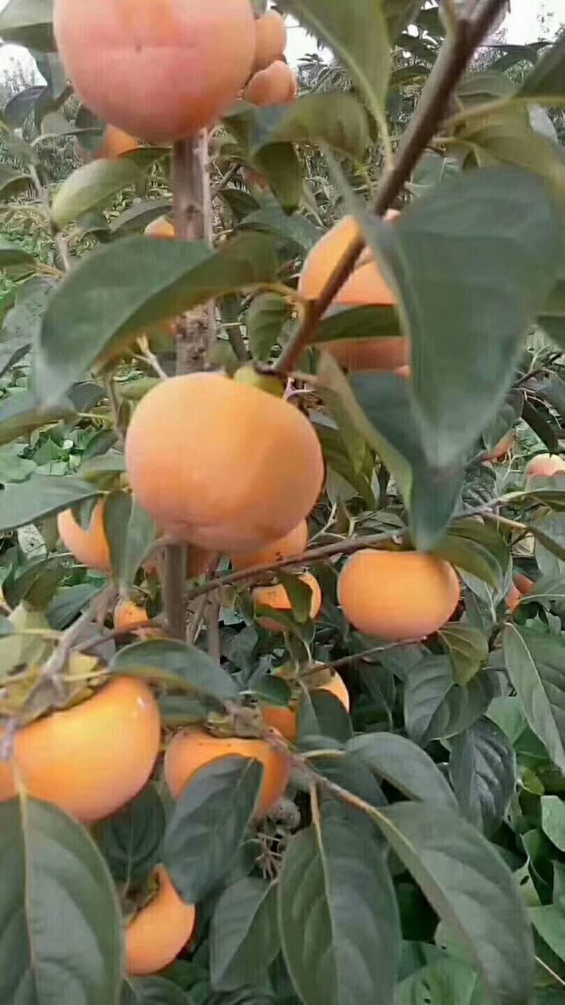 陕西礼泉脆甜的阳丰柿子，货源充足大量批发零售